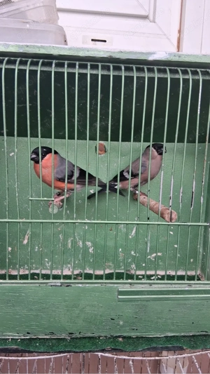 europäische Dompfaff vögel 