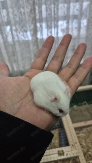 Albino Campbell Zwerghamster 
