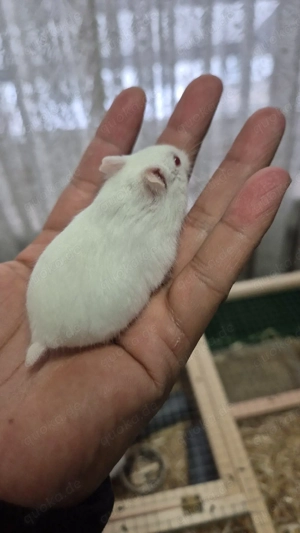 Albino Campbell Zwerghamster 