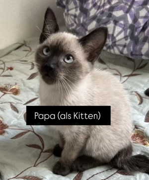 Reinrassige Siam Sealpoint Kitten 