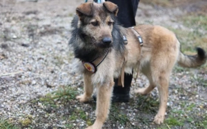 Herzensbrecher Pico sucht seine Menschen