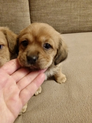 Bezaubernde Zwergpinscher-Dackel - Shih Tzu-Malteser Welpen