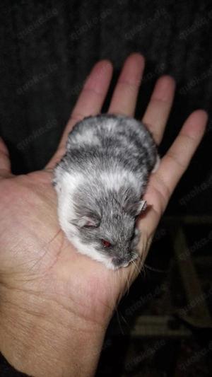 Campbell Zwerghamster Männchen  Bild 2