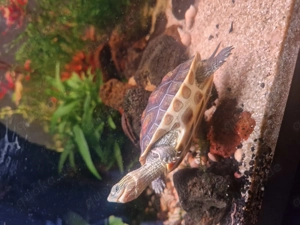 Chinesische Streifenschildkröten