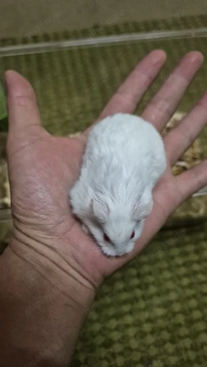 Campbell Zwerghamster Männchen  Bild 4