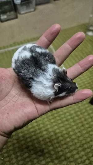 Campbell Zwerghamster Männchen  Bild 3