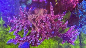 Acropora Dragon Breath SPS Meerwasser Koralle Acro Ableger
