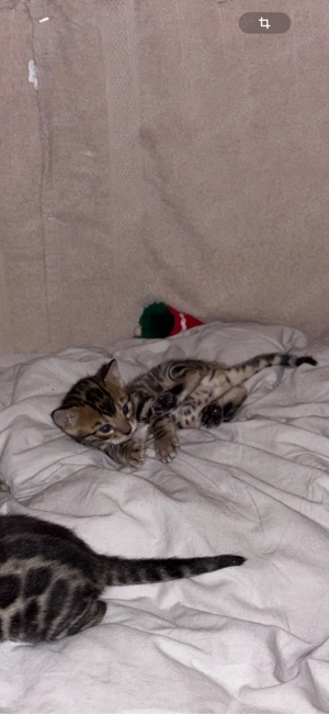 Männliches Bengal Kitten