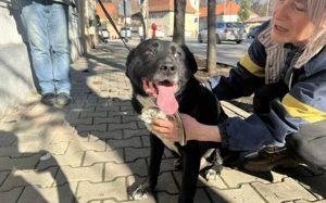 Ramses - Sanftmut in Hundegestalt