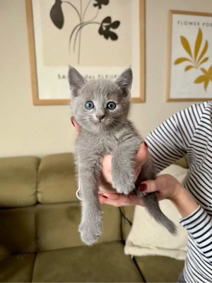 Russisch blau kitten 