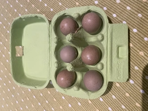 Bruteier chinesische Zwergwachteln Blue Face