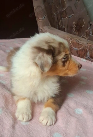 Bildschöner Australien Shepherd Rüde 