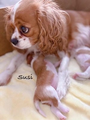 Cavalier King Charles Wurfankündigung 