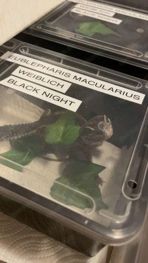 Leopardgecko  Black Night