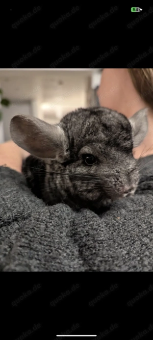 Steve und Franky suchen ein neues Zuhause 