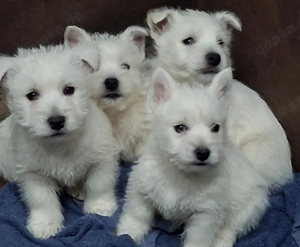 West highland White teriér 