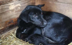 Sensible Boo sucht geduldiges Zuhause Bild 2