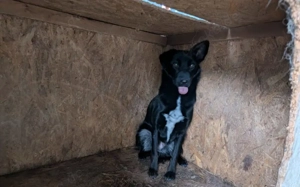 Sensible Boo sucht geduldiges Zuhause Bild 3