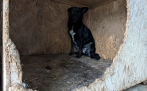 Sensible Boo sucht geduldiges Zuhause Bild 5