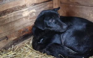 Sensible Boo sucht geduldiges Zuhause