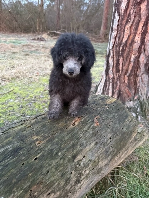 Xenia Cinderella - der "gastfreundliche Aschen-Pudel"