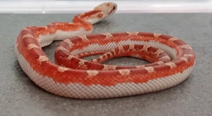 Kornnatter Bloodred Pied sided NZ 08.2025