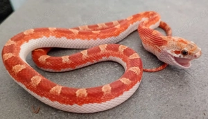 Kornnatterbabys Bloodred Pied Sided NZ 08.2025 