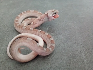 Bloodred Ghost Pied sided NZ 08.2025