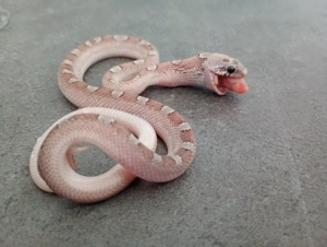 Bloodred Ghost Pied sided NZ 08.2025