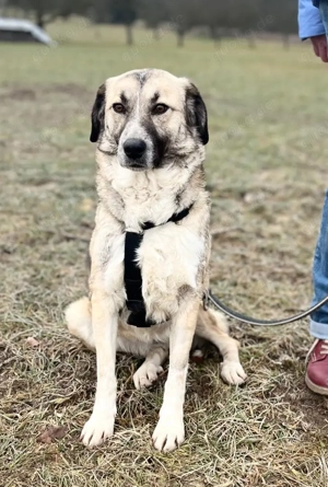 MISSY, Mischling, Hündin, Hund, Mix mittelgroß, Schäferhundmischling Bild 9