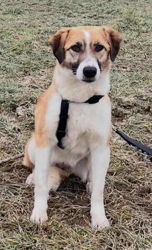 SUKI, 3 Jahre, Hündin, mittelgroß, Mischling, Mix Bild 6