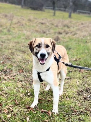 SUKI, 3 Jahre, Hündin, mittelgroß, Mischling, Mix Bild 5