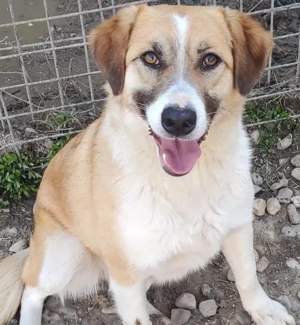 SUKI, 3 Jahre, Hündin, mittelgroß, Mischling, Mix Bild 4