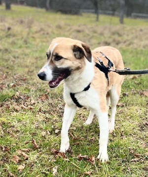 SUKI, 3 Jahre, Hündin, mittelgroß, Mischling, Mix Bild 3