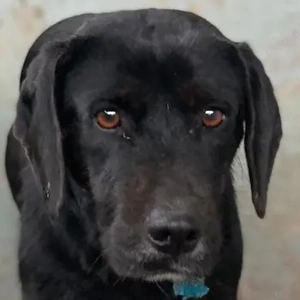 Nea, geb. ca. 02 2023, lebt in GRIECHENLAND, auf einer privaten Pflegestelle 