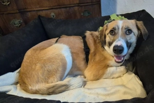 SUKI, 3 Jahre, Hündin, mittelgroß, Mischling, Mix Bild 2
