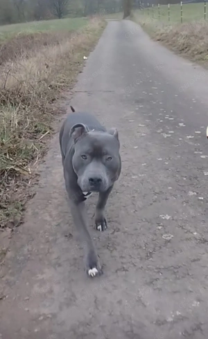 Deckrüde American Bully xl Bild 2