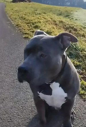 Deckrüde American Bully xl Bild 3
