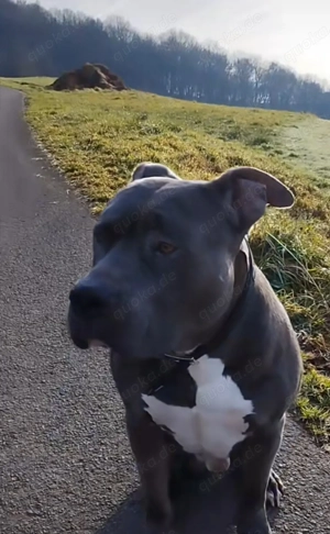 Deckrüde American Bully xl Bild 4