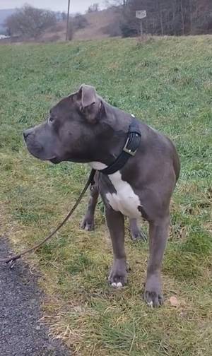 Deckrüde American Bully xl Bild 5