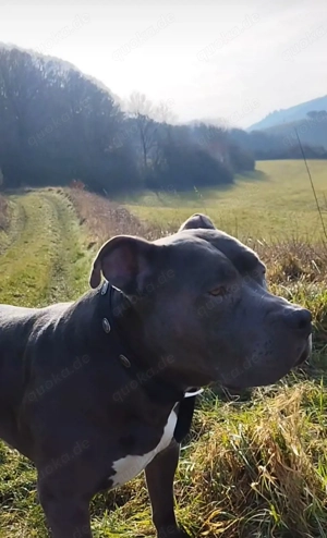 Deckrüde American Bully xl