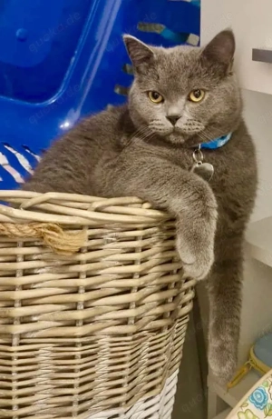 Ein hübscher Kater sucht neue Zuhause