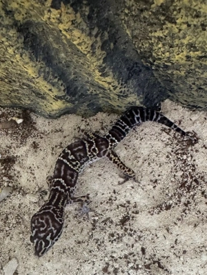 Verkaufe kleines Leopardgecko männchen