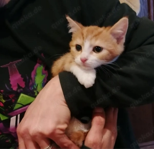 milo sucht ein neues zuhause 