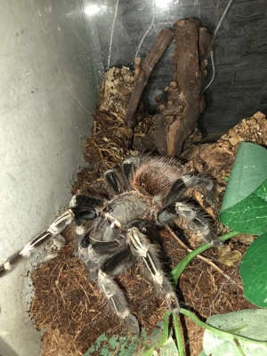 Verschiedene Vogelspinnen