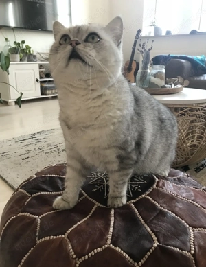 BKH Kater Karli & Rudi suchen liebevolles Zuhause  Bild 2