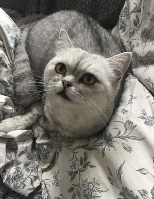 BKH Kater Karli & Rudi suchen liebevolles Zuhause  Bild 4