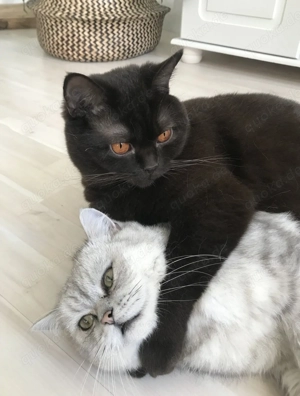 BKH Kater Karli & Rudi suchen liebevolles Zuhause 