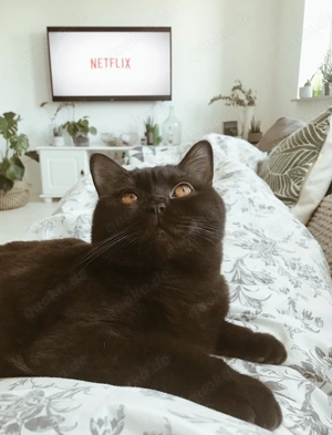 BKH Kater Karli & Rudi suchen liebevolles Zuhause  Bild 3