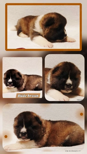 3 American Akita Rüden sind noch frei